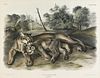 JOHN WOODHOUSE AUDUBON (American 1812-1862) A LITHOGRAPH, "Felis Concolor. Linn. (The Cougar. Female & Young.)," PHILADELPHIA, CIRCA 1846,