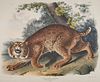 After JOHN JAMES AUDUBON, (American, 1785-1851), Common American Wild Cat. Lynx Rufus (Plate I), hand-colored lithograph, sight: 20 x 24 in., farme: 3