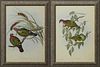 John Gould & H.C. Ritcher, "Chalcophaps Chrysocholra," and "Ptlinopus Superbaus," early 20th c., pair of dove prints, presented in p...