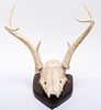 Whitetail Deer Skull European Mount