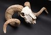 Bighorn Sheep Ram's Head Animal Skull
