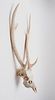 Red Deer Stag with Antlers Bleached Skull