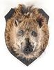 Warthog Head Taxidermy Wall Mounted Trophy