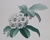 Zeng Xiaolian (B 1939) "Rhododendron Fictolacteum"