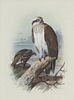 Archibald Thorburn (1860-1935) Osprey 
