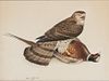 Robert Verity Clem (1933-2010)  Falcon with Pheasant