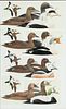 Roger Tory Peterson (1908-1996) Eiders 