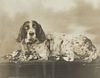 Two Early English Setter Photographs  