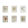 Six (6) Antique Hand Colored Botanical Engravings