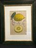Pair of Framed hand colored wood block engravings by Giovanni Ferrari