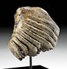 Alaskan Juvenile Mammoth Tooth and Wooly Mammoth Hair