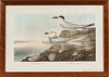 John James Audubon (1785-1851) Havell's Tern/Trudeau's Tern
