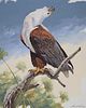 John Swatsley (B. 1937) "African Fish Eagle"