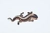SALAMANDER BROOCH FROM THE 70s