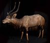 COMPLETE TAXIDERMY OF NYALA