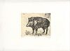 ALBERTO ZIVERI<br>Rome, 1908 - 1990<br><br>Boar, 1940<br>Etching, 9,7 x 12,5 cm engraving (25,5 x 35,5 cm sheet)<br>Signed and dated upper left on the