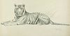 Wilhelm Lorenz<br><br>Tiger, XX Century<br>Disegno a matita su carta color avorio, 46 x 64.7 cm<br>Tiger is a beautiful original drawing in pencil on 