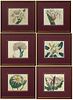 John Edwards (1742-1815, English), Six Colored Botanical Prints, 1809, from Curtis Botanical Magazine, presented in gilt frames with...