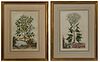 Abraham Munting (1626-1683, Dutch), "Lapathum Acutum," and "Chamae Mespilus Alpina," 17th c., pair of hand-colored copper engravings...