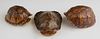 Group of Three Louisiana Box Turtle Shells,