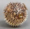 Inflated Porcupinefish Taxidermy