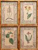 Cutis's Botanical Magazine Set of 4 Botanical 19th Century Prints