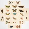 R. & F. Nodder, (23) butterfly & moth engravings