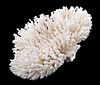 LARGE WHITE BIRDS NEST CORAL FORMATION