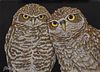 Joe Watkins, Photo Bomber, Burrowing Owls