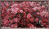 Justin Hayward, Crabapple Tree Blossoms