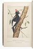 CASSIN, John (1813-1869). Illustrations of the Birds of California, Texas, Oregon, British and Russian America. Philadelphia: J.B. Lippincott & Co., 1