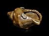 An Unusual Sentoku Bronze Conch Shell-Form Ojime