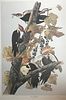Audubon Pileated Woodpecker by M. Bernard Loates