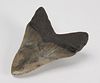 Large Fossilized Shark's Tooth