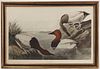 Audubon-Canvas Backed Duck Plate, CCC1, NO 61