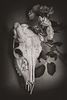 SUZANNE ROSE, Skull with Roses