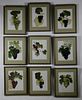 Set of Nine Vintage Framed, "Grapes of New York" Prints