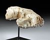 North American Fossilized Oreodont Skull