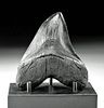 Lovely Fossilized Megalodon Tooth - Curved