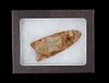 Paleo Fluted Clovis Point 15,000 - 10,000 B.P.
