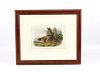 Original JW Audubon Framed Marmot Lithograph No27