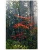 Large Peter Lik 'Splash of Red' Color Photograph