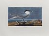 John James Audubon (1785-1851), "Sandwich Tern," No. 56, Plate 279, 20th c., Amsterdam edition, plastic wrapped, H.- 26 3/8 in., W.-...