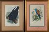 John Gould and H.C. Richter, "Coracius Garrula," and "Corvus Corax," 20th c., pair of bird prints, after the 19th c. originals, pres...