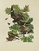John James Audubon (1785-1851), "Night Hawk," No. 30, Plate 147, Amsterdam edition, plastic wrapped, H.- 39 3/4 in., W.- 26 5/8 in.