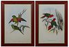 J. Gould and H.C. Richter, "Trichoglossus Chlorolepilodotus," and "Charmosyna Margaritae," 20th c., pair of parrot prints, after the...
