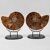Two Ammonite Fossils
