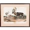 Audubon Prints, Caribou, or American Rein-Deer and Say's Marmot Squirrel, Bowen Edition 