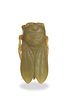 Chinese Yellow Jade Cicada, 18th century or earlier
