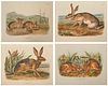 After JOHN JAMES AUDUBON and JOHN WILLIAM AUDUBON. Four Colored Lithographs Depicting Hares.